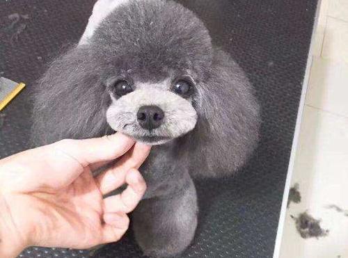 灰色泰迪犬多少钱一只 了解价格谨防上当 雪花新闻 灰色泰迪犬多少钱一只 了解价格谨防上当 雪花新闻