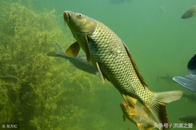 野外钓到大青鱼怎么溜鱼,钓友要注意