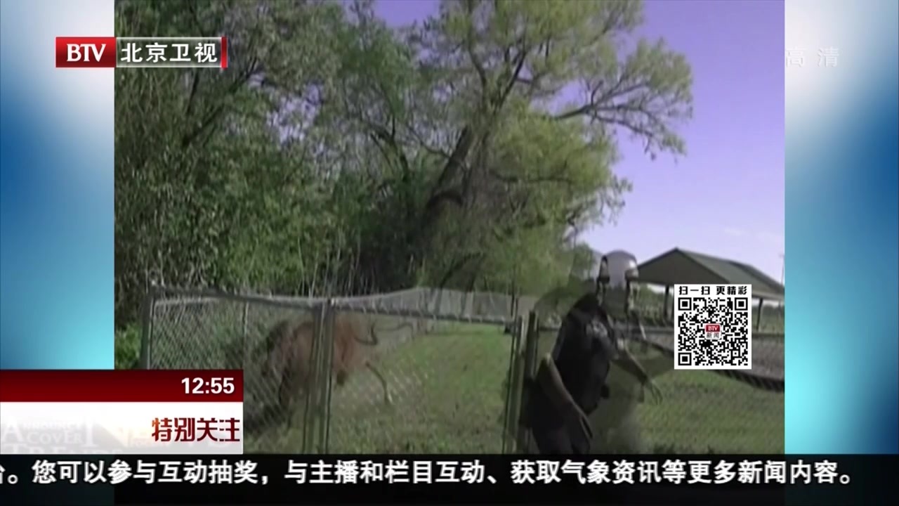 美国：警察追牛反被牛追