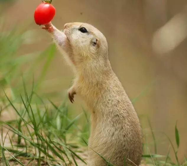 1972生肖鼠今年整体运势如何呢?你应该了解一