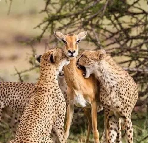 触动心灵!七张图带你感受动物界的母爱