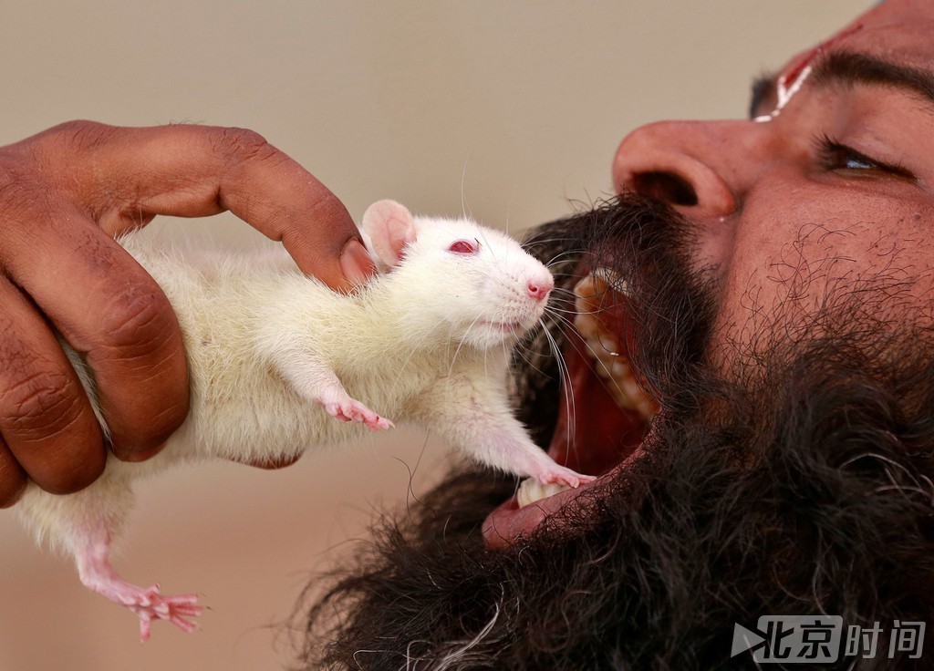 高能慎入！印度泰米尔农民“吃老鼠”示威抗议