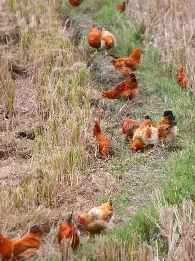 2018年养鸡国家补贴政策,达标的去申请,不达标