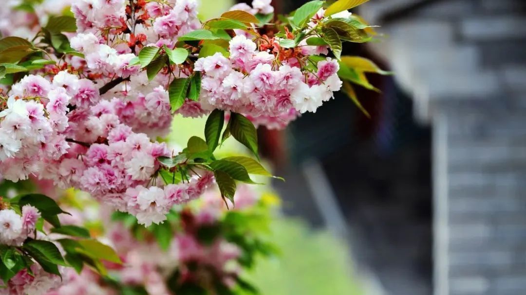 快收藏!云居寺樱花进入最佳观赏期,游玩攻略来了~ 快收藏!云居寺樱花进入最佳观赏期,游玩攻略来了~