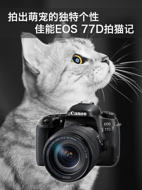 拍出萌宠的独特个性 佳能EOS 77D拍猫记