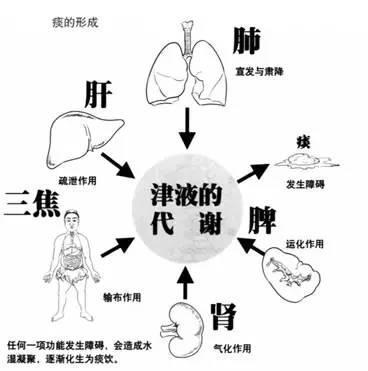 痰饮多由外感六淫,或饮食及七情所伤等,使肺,脾,肾及三焦等脏腑气化