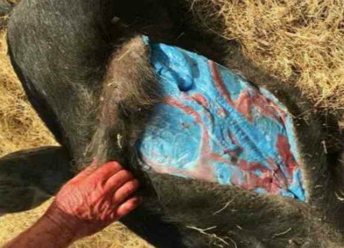200斤野猪横尸荒野,猪肚子里的蓝色东西,让村