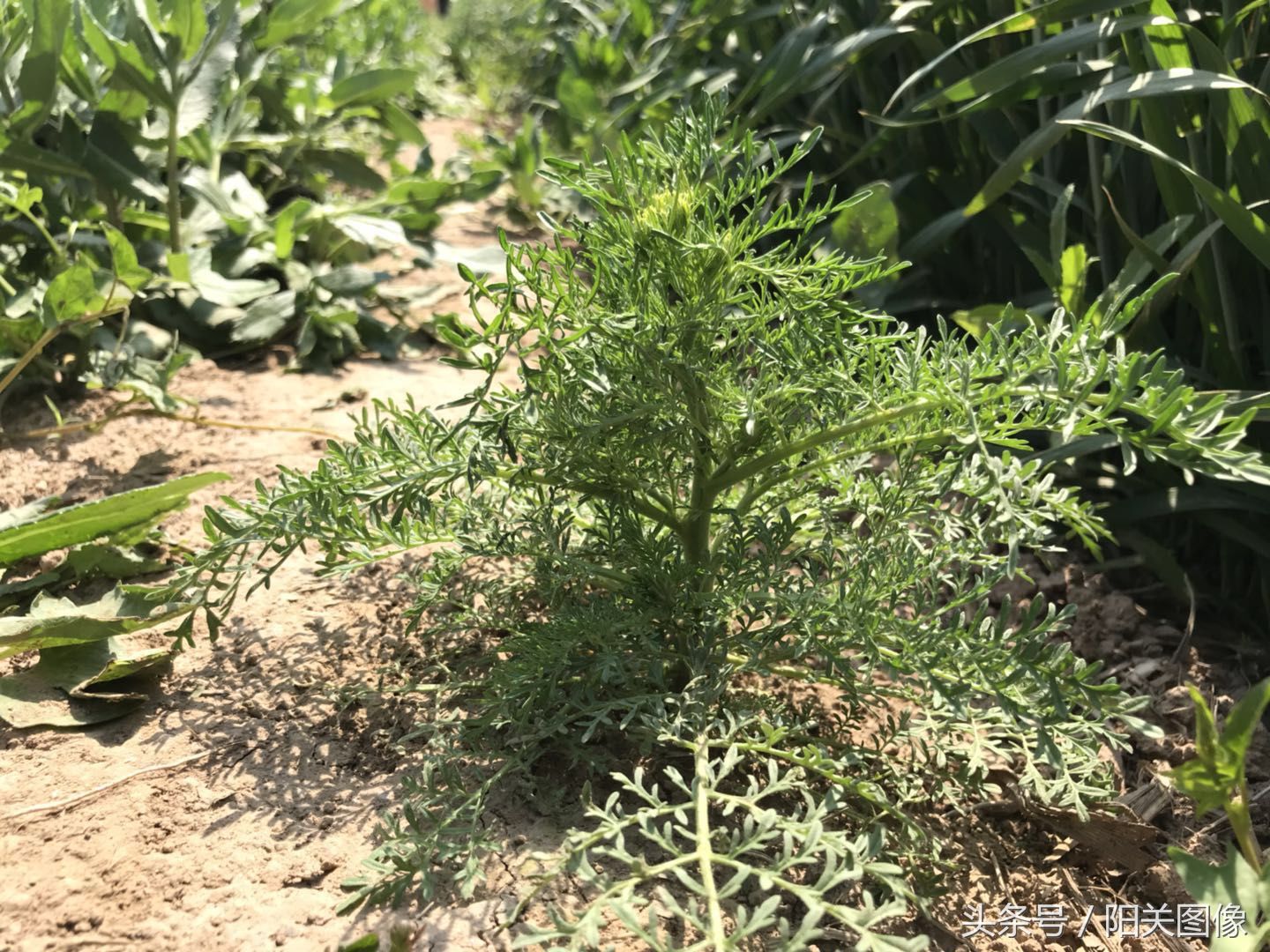 这9种常见的田间野草,土生土长的农村人,却不