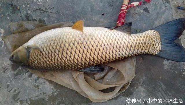 三,钓草应对小鱼闹窝技巧 草鱼的个头比较大,很多坑塘中的草鱼体重