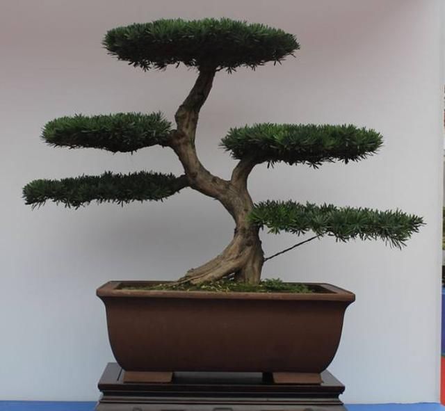 川派盆景,大气又稳重,清秀中蕴含高雅!