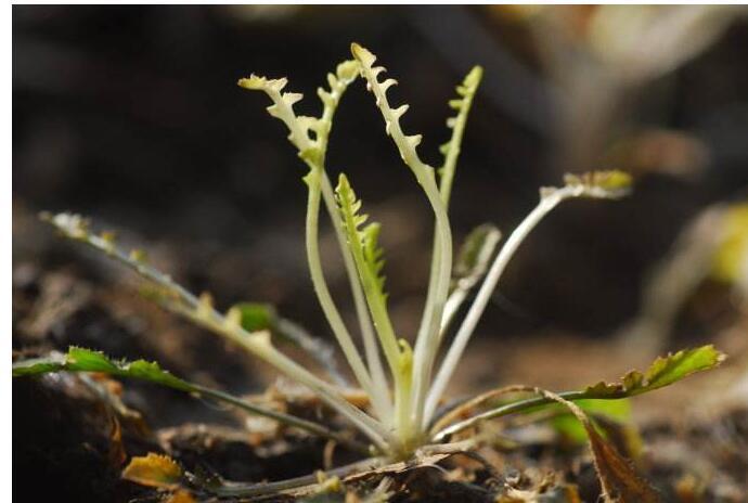 4,韭菜 韭菜中还含有一种挥发性精泊和硫化物等成分,具有兴奋神经和