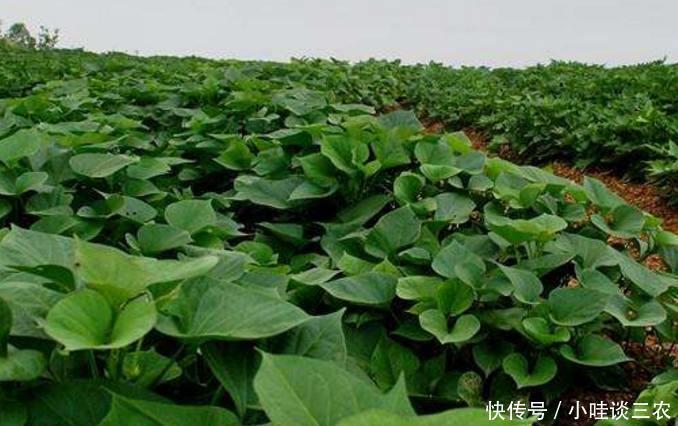 曾经用来喂猪红薯叶,现在农民靠它一年能赚上