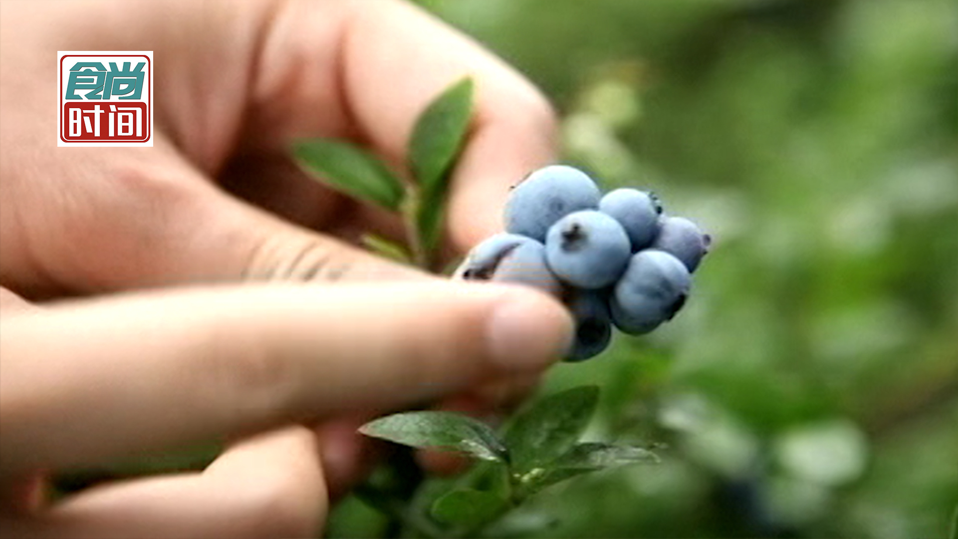 “莓”力无穷！在这里“果迷”们可以轻易实现“蓝莓自由”