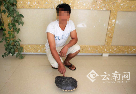 游客西双版纳放生的拟鳄龟被吃了 放生者被罚