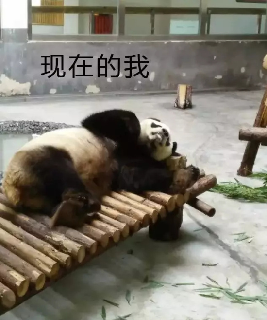 青岛动物园大熊猫趣事: