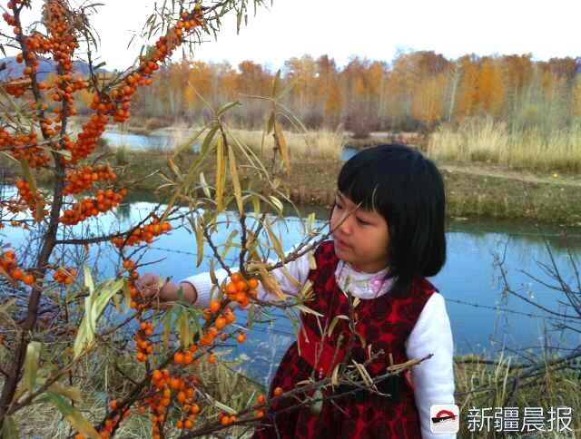 阿勒泰22万亩沙棘丰收，可以榨果汁、包粽子、制作化妆品