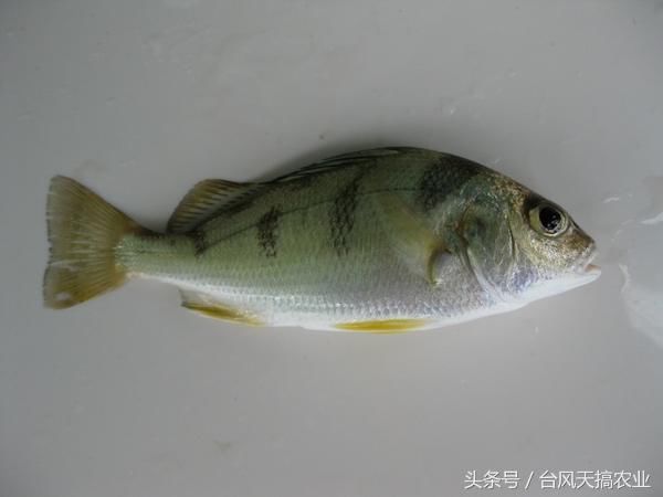 南海常见海水鱼类品种介绍