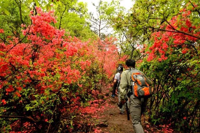 建議線路:進化鎮華家墊村——曹山寺——紹興夏履鎮——越王崢