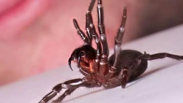 10大毒性超强生物 遇到它们到底会多致命? 10大毒性超强生物 遇到它们到底会多致命?