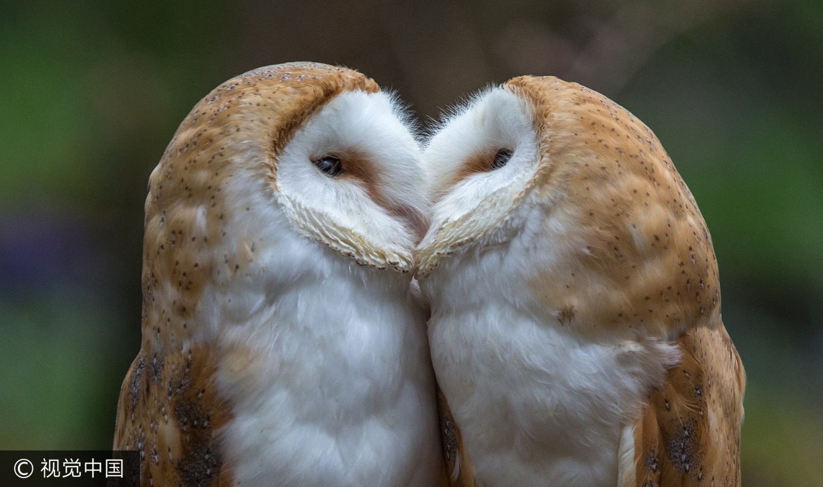 国际接吻日即将来临 盘点动物们的奇妙之吻