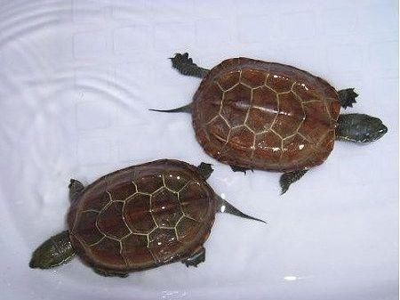 有网友问:为什么说女生不能养乌龟?