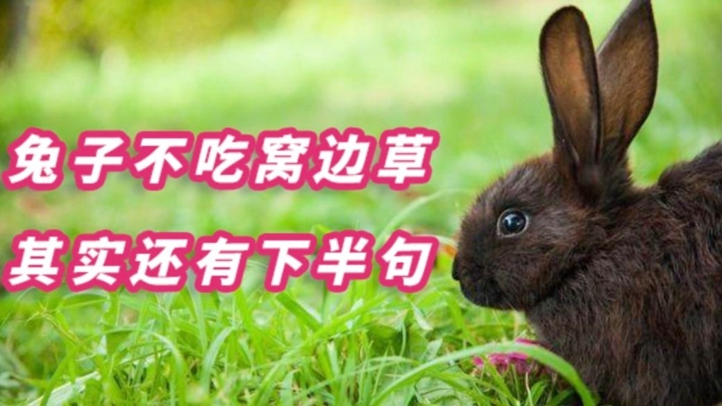 “兔子不吃窝边草”的下半句是什么？居然与一桩风流韵事有关