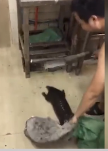 近日，广东潮州一段“男子残杀穿山甲”的视频热传。视频中，男子先是用刀背猛击穿山甲头部，后又连砍几刀将其宰杀。经调查，该男子是揭阳人，目前揭阳警方已立案调查。