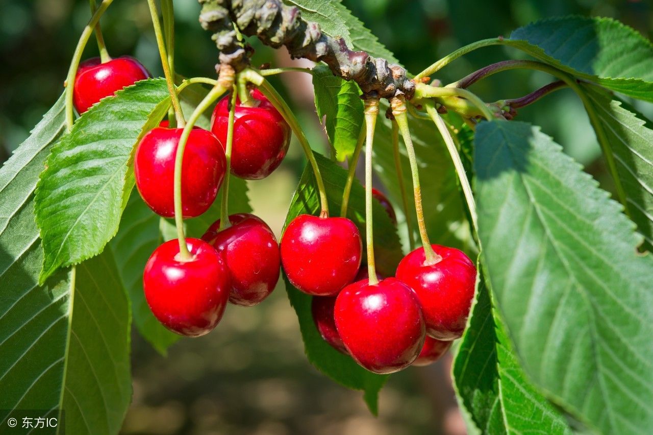 吃什么水果可以去皱纹?常吃这七种水果赶走脸