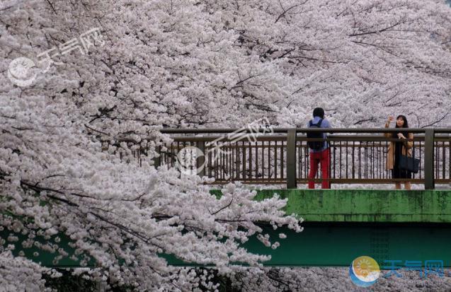 日本全国樱花花期到 全面绽放皇居开放赏樱