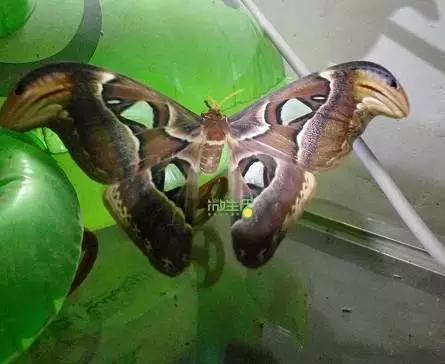 揭阳网友发现一只双头蛇蝴蝶,有谁见过?