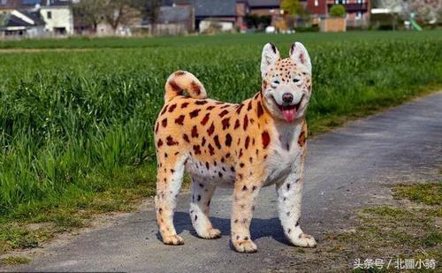 哈士奇算什么,看看外国人的这些宠物,一个比一