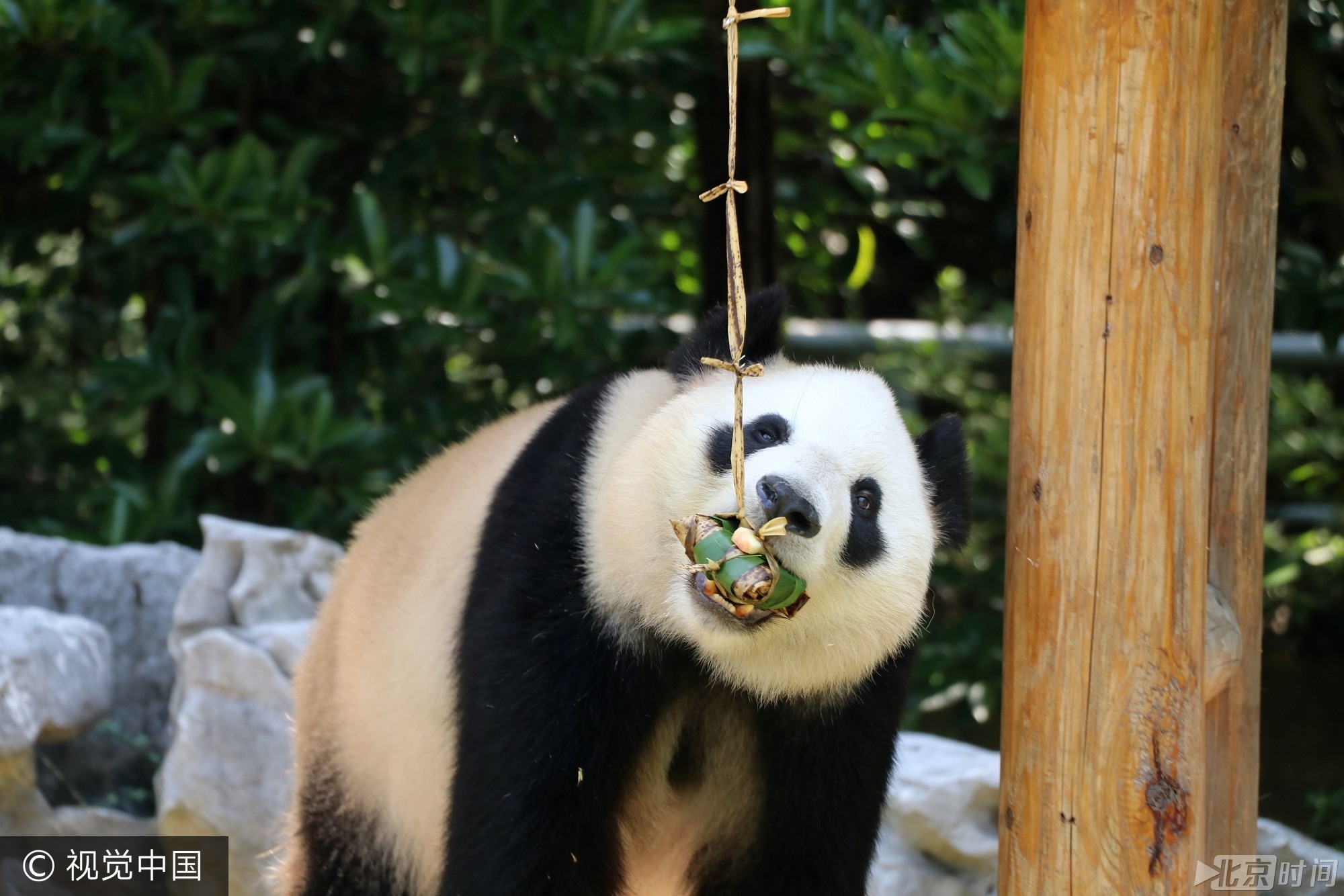 2017年5月26日， 我国传统节日端午节临近，当日，扬州茱萸湾动物园的饲养员用窝窝头、竹粉、苹果等食材为大熊猫、袋鼠等动物精心制作了特殊的粽子，让它们享受美食迎接端午。