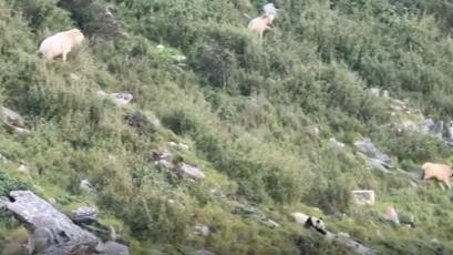 熊猫前面跑!羚牛后面追！狭路相逢 国宝：好熊不吃眼前亏