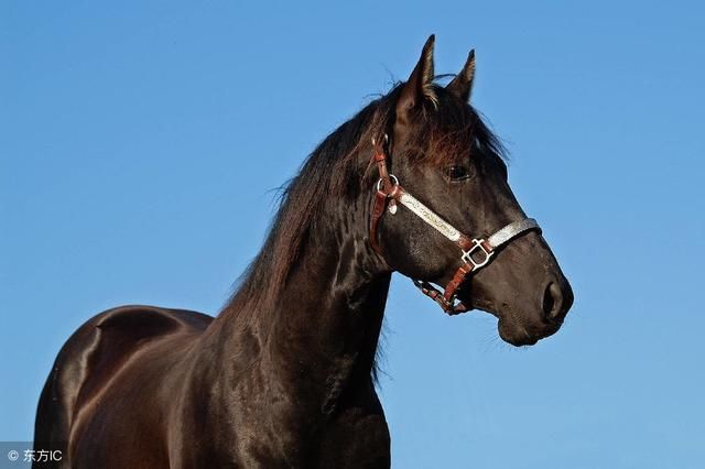 捷足先登的生肖马,旗开得胜,干啥都成功!