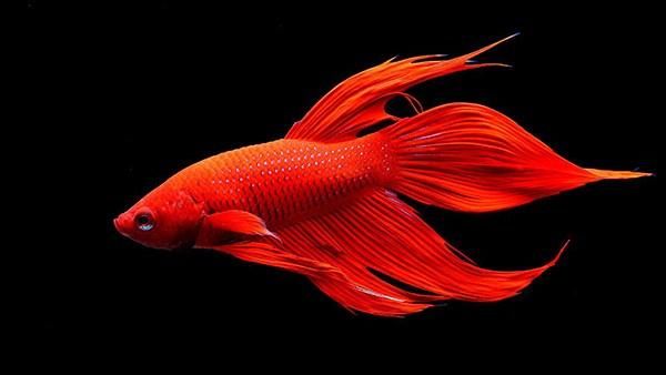 几种适合过年来养的观赏鱼,亲民又好活
