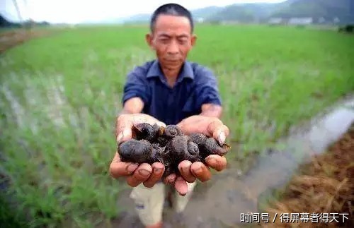 盘点入侵中国的十大外来物种,有些该后悔引进