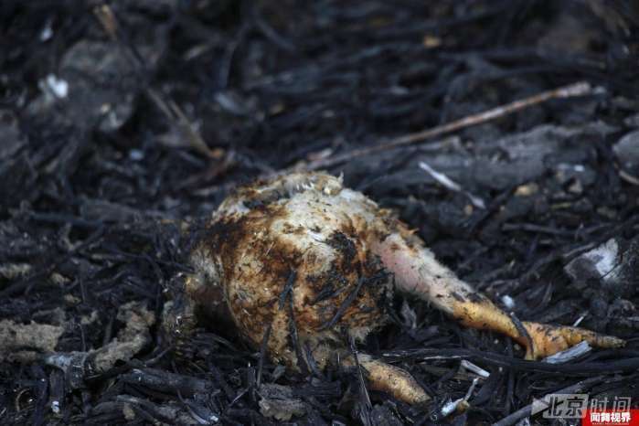 5万雏鸡10分钟被烧焦 损失数十万