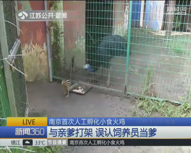 南京首次人工孵化小食火鸡 把饲养员当