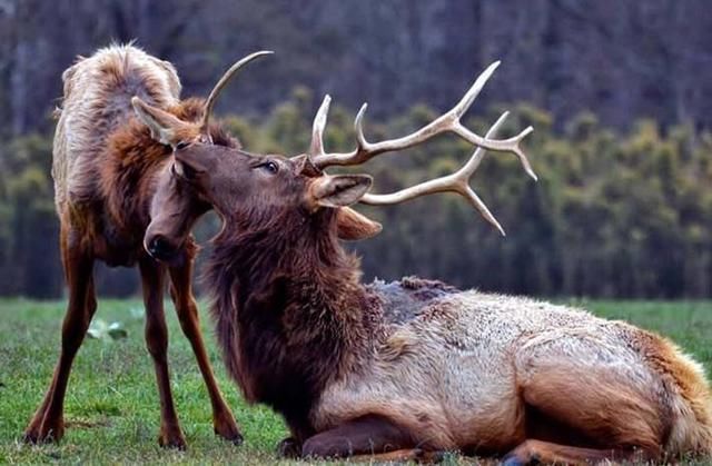 僵尸鹿病会让人们对丧尸病毒的担忧变为现实吗