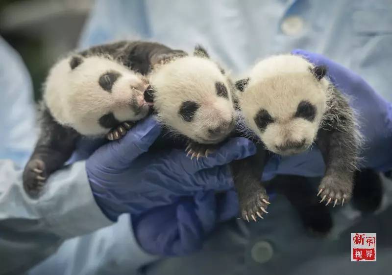 两岁啦!萌帅酷"国宝"三胞胎成长日记