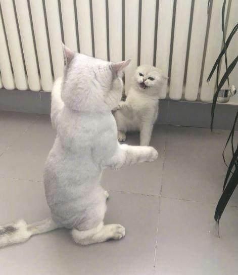 崔永元新片上映,安娜想去看 丁满:铲屎官说好多