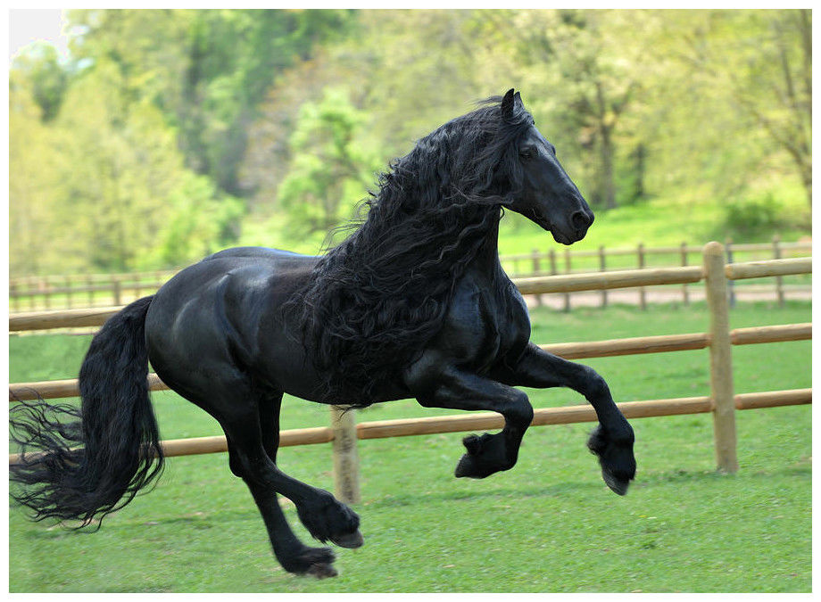 全球最贵的5匹马,最后一匹太漂亮了!
