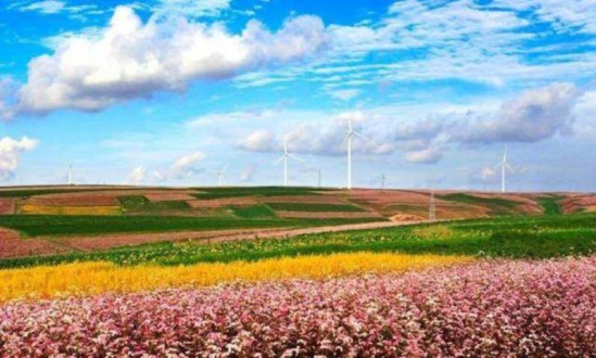 里油泼面一捧辣子一勺花椒面的诱人香味…… 跟大部分美艳的鲜花相比