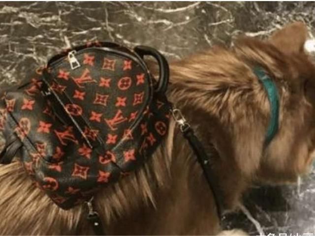 花式炫富王思聪,一只狗的幸福生活!苹果手机堆