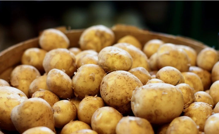 马铃薯怎么酿制白酒?真全粮酿酒技术