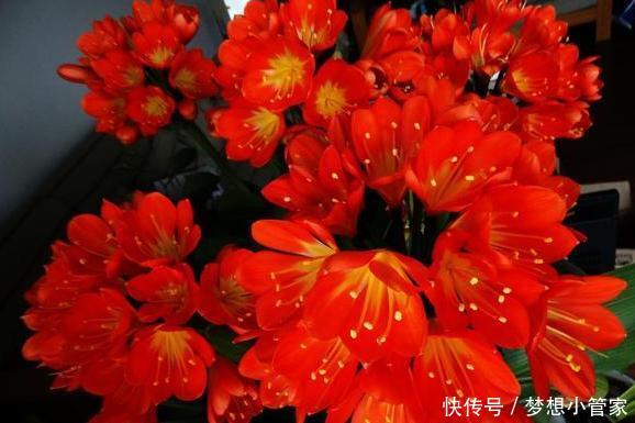 君子兰不开花?这样浇水,君子兰健壮不烂根,开