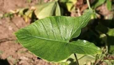 爱美的女人可试试用此草泡水喝,可美容祛斑,比