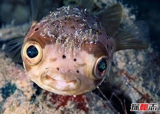 海底一万米有哪些生物?海底一万米恐怖生物图