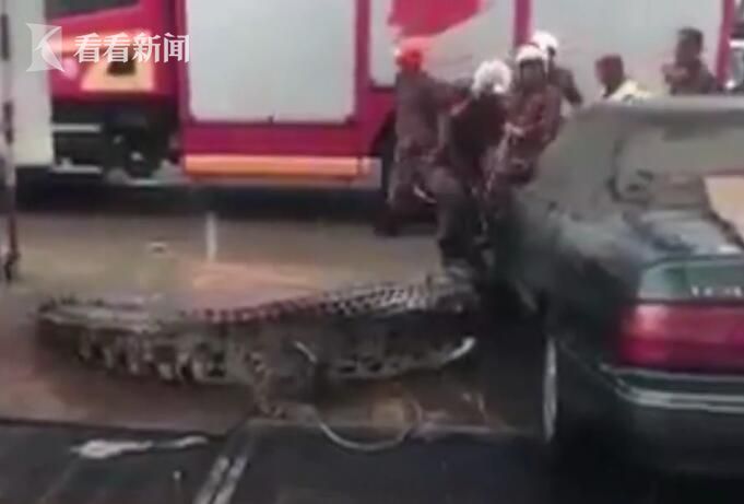 消防员赶忙用脚踩住被缠住的鳄鱼，还试探性地击打它的背部，看绳子是否真的限制了它的行动。