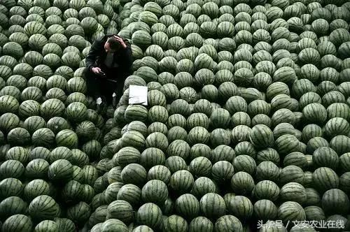 惨烈:2018上半年水果集体崩盘!下半年市场走势